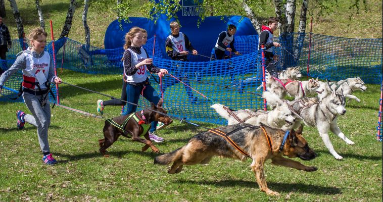 Фоторепортаж с III традиционных гонок в собачьих упряжках «Стальной рубеж»