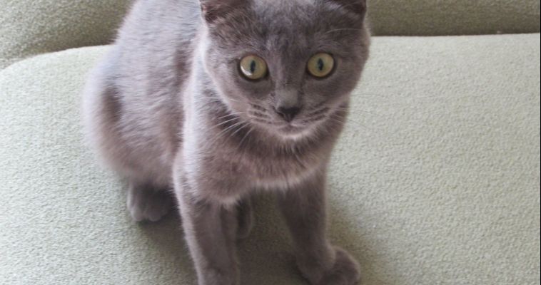 «ЗООСИТИ» ищет дом кошке Манечке