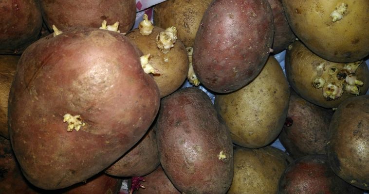 Облученный на «Маяке» картофель «покажет себя» по весне