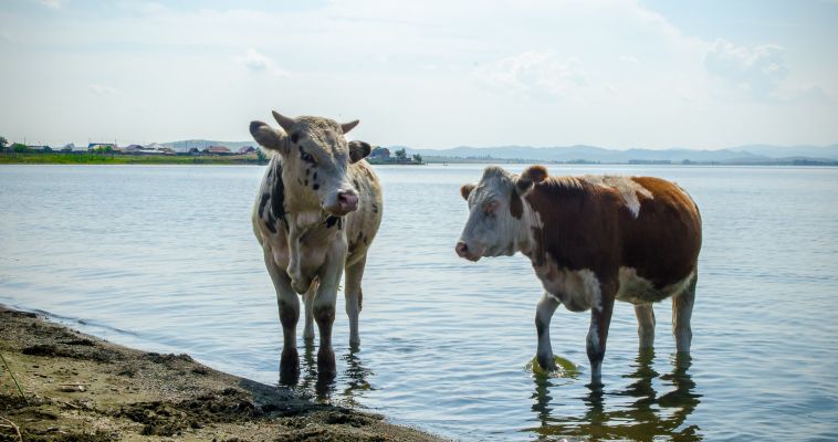 Рога - в ряд! Сколько коров проживает в Челябинской области?