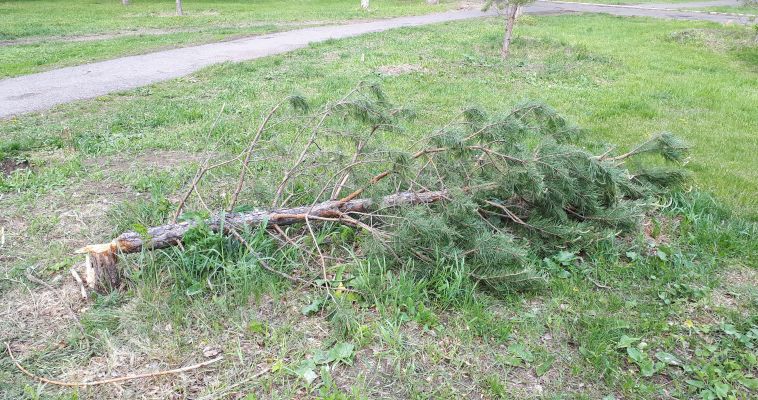 Неизвестные погубили дерево в парке Трёх поколений