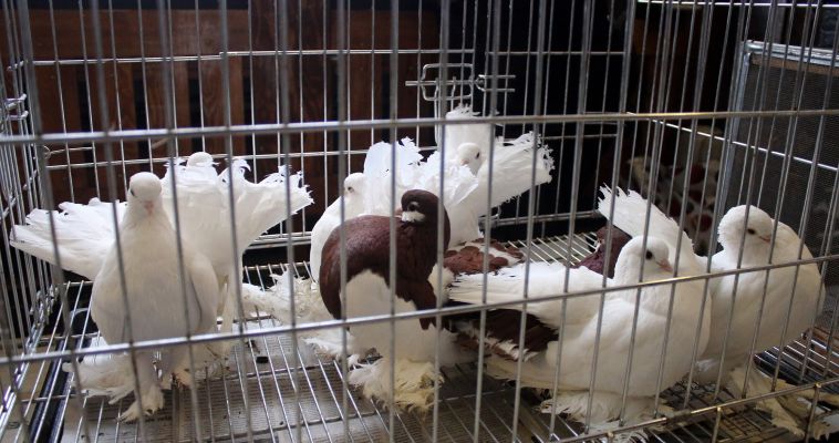 В Магнитогорске погибли коллекционные голуби
