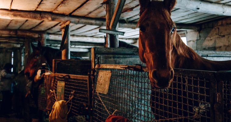 В Магнитогорске планируют развивать конный спорт