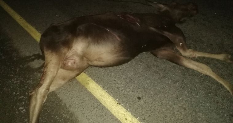 В ДТП на трассе погибло очередное животное