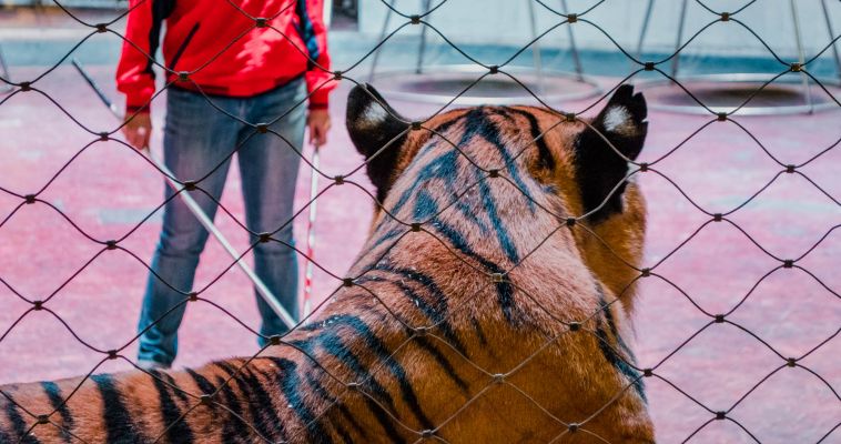 Поклонники выбирают имена новорожденным тигрятам Багдасаровых