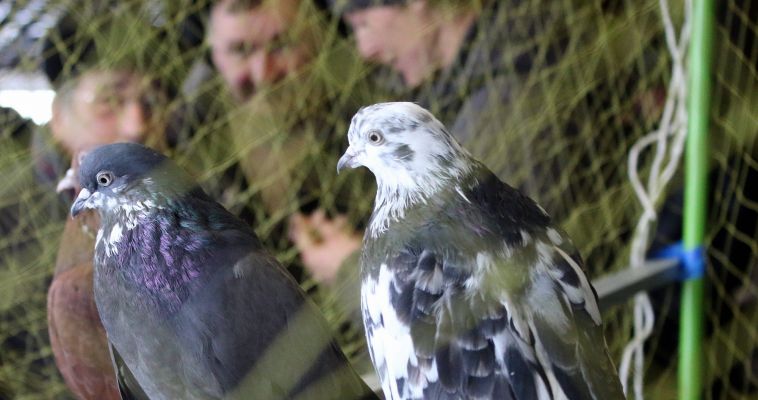 Магнитогорцев приглашают на выставку спортивных голубей