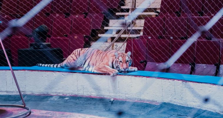 Новосибирские ветеринары обследовали тигрицу Зену