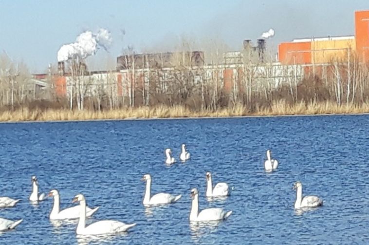 Горожане заметили лебедей на Урале