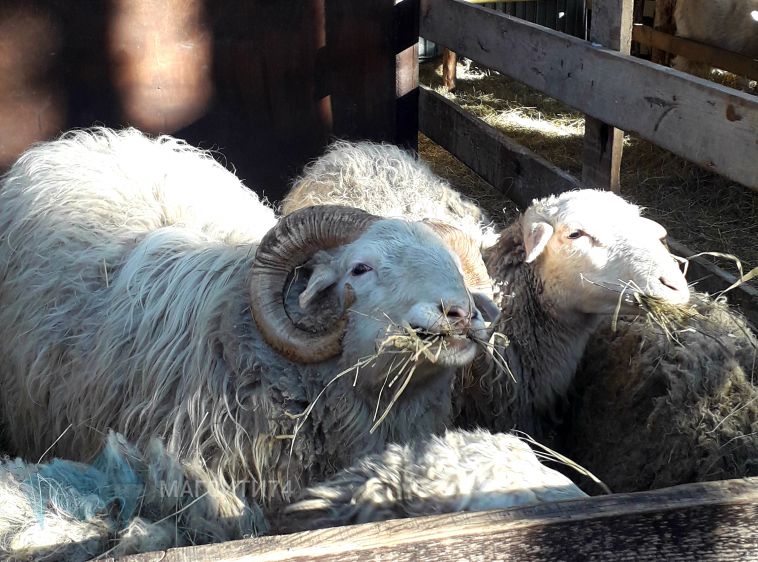 Ночь, машина, три овцы: магнитогорцы попались на перевозке краденого скота