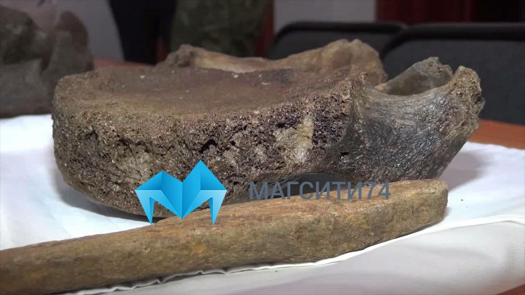 На Южном Урале обнаружили останки предка мамонта