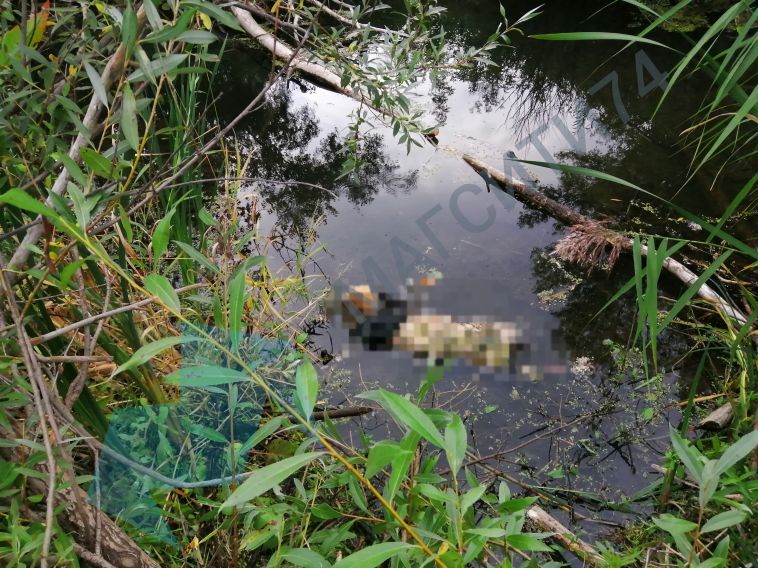 «Не смогли определить даже пол»: магнитогорский рыбак обнаружил сгнившее тело в реке