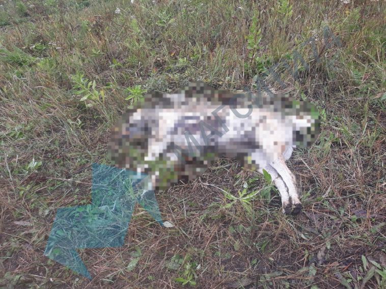 «На теле видны следы от вил»: волонтеры нашли погибшую собаку