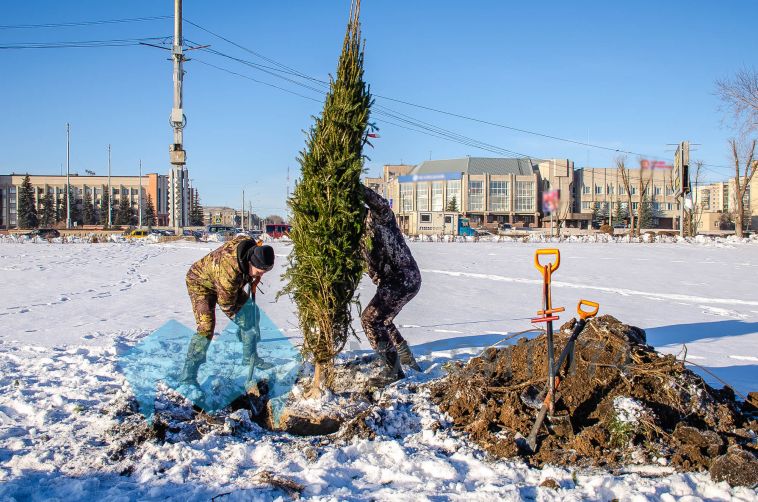 Несмотря на снег и мороз, в Магнитогорске завершается высадка деревьев