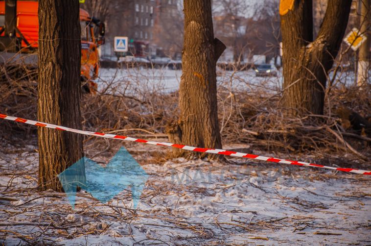 Более 300 деревьев за неделю в Магнитогорске подверглись обрезке