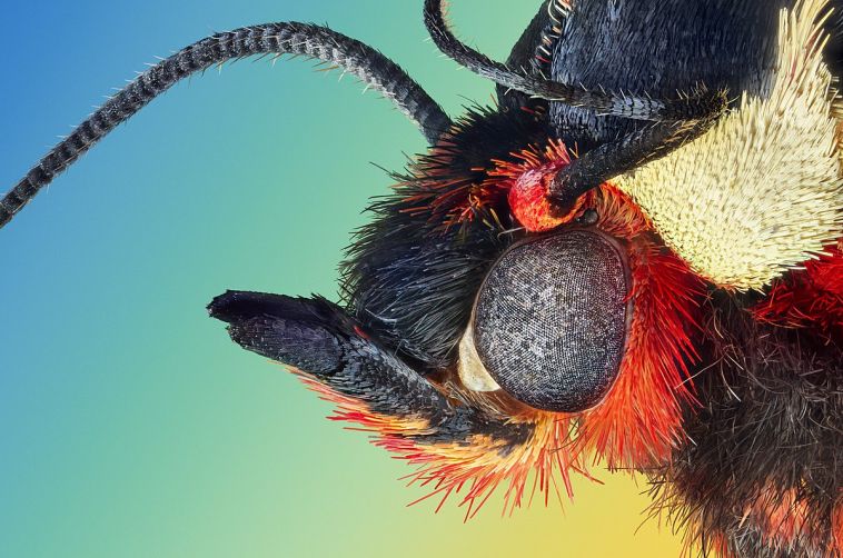 Жительница Магнитогорска вновь стала победительницей фотоконкурса со снимками гигантских насекомых