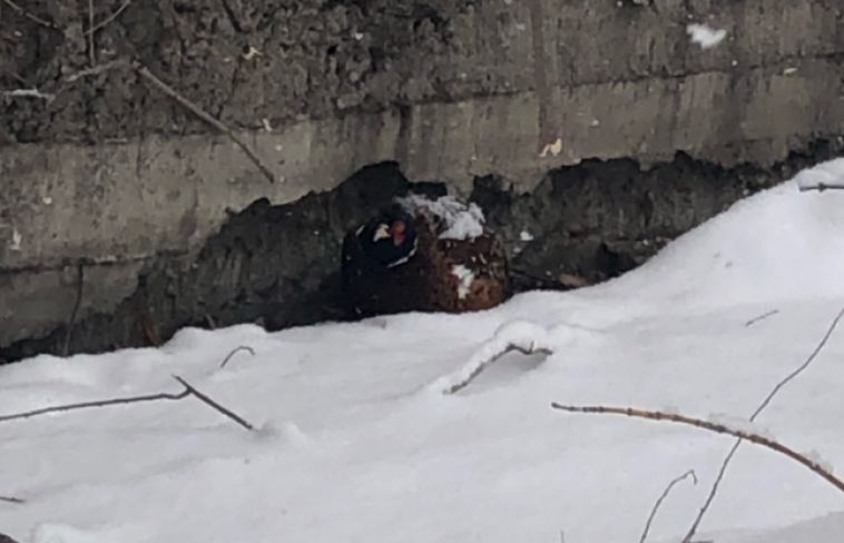 На улицах Магнитогорска прячется фазан, сбежавший из клетки