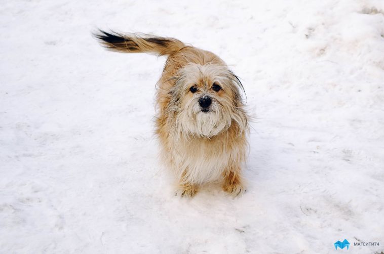 На Южном Урале осудили хозяйку собаки, откусившей ребенку часть губы