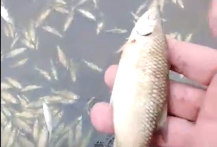 «Весь чебак сдох»: в озере на Южном Урале всплыли тысячи мертвых рыб