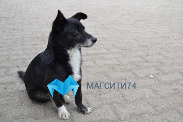 В Челябинской области обнаружили двух животных, больных бешенством