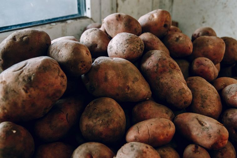 Когда на Южном Урале можно высаживать картошку?