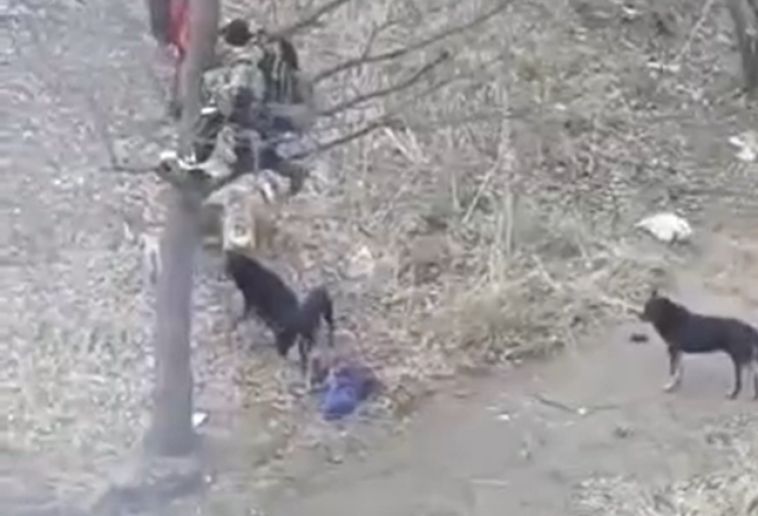 Стая собак загнала школьников на дерево
