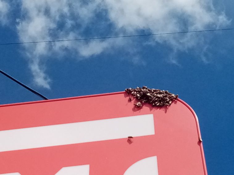 В Магнитогорске вывеску магазина облепили сотни пчел
