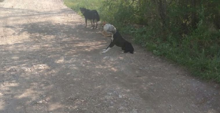 В Магнитогорске бездомная собака неделю ходила с банкой на голове