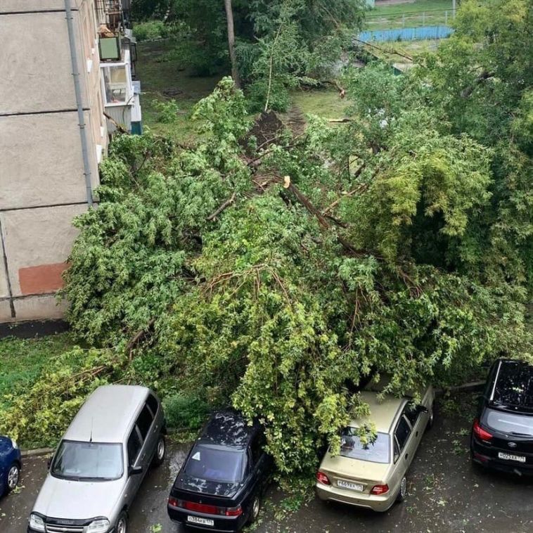 В Магнитогорске во время сильного ветра рухнуло дерево