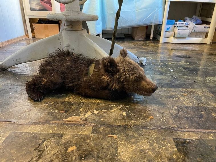 В Челябинской области спасли медвежонка