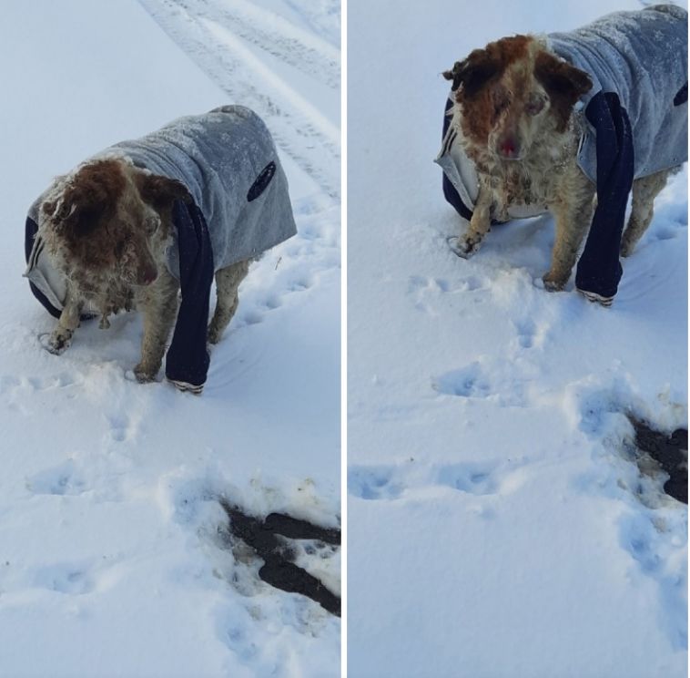 В Челябинске живодеры подожгли дворовую собаку