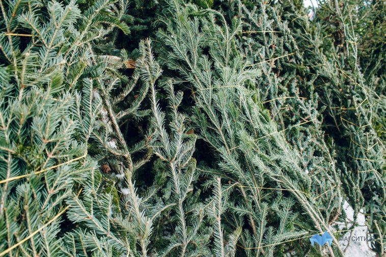 Магнитогорцам напомнили, как правильно выбрасывать новогодние елки