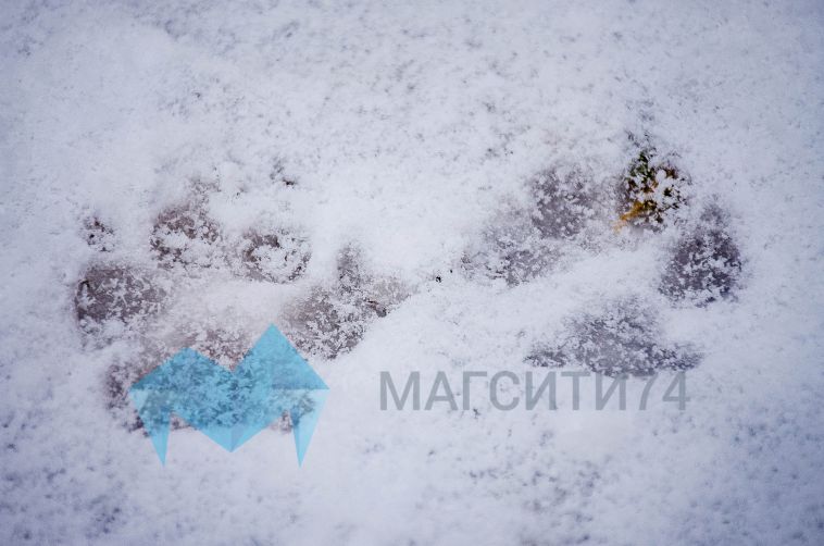 «Такая беда — на всех улицах города». Тротуары Магнитогорска превратились в каток после ледяного дождя