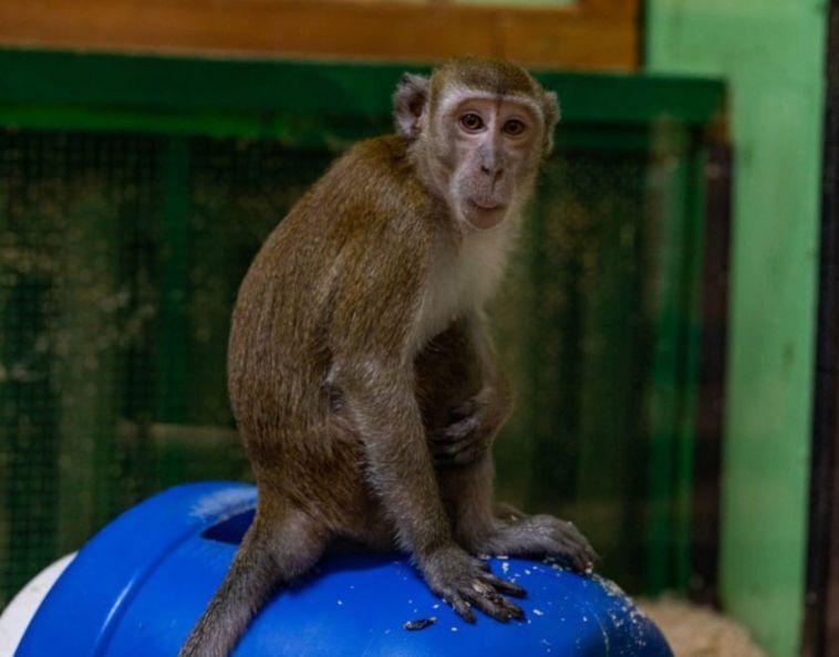 В Челябинском зоопарке «прописались» пять обезьян