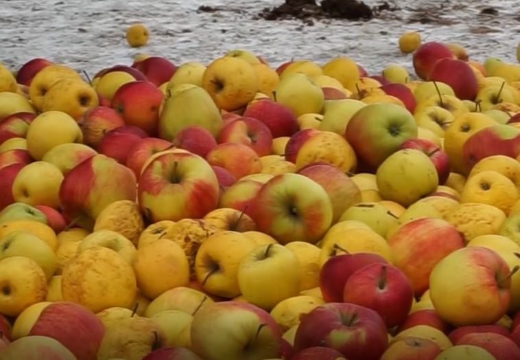 В Челябинской области продавали запрещенные в России яблоки 