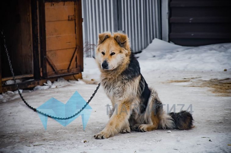В Челябинской области собака снова напала на ребёнка
