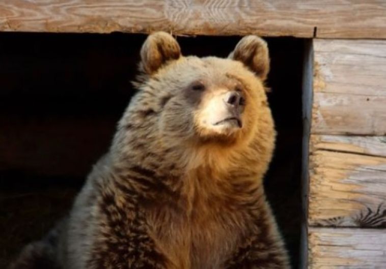 В Челябинском зоопарке проснулась медведица