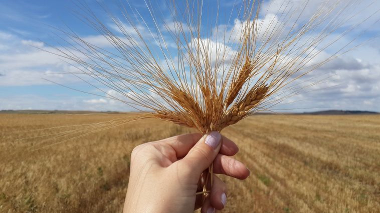 В России временно запретят вывозить зерно в другие страны
