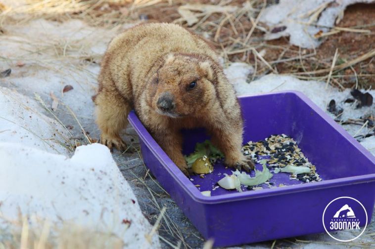 В Челябинском зоопарке самка сурка вышла из спячки
