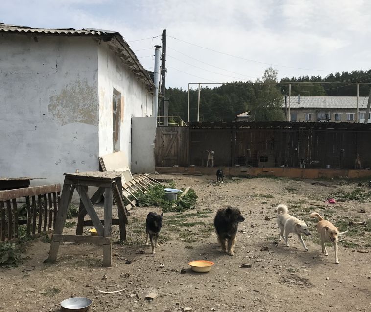 В Челябинской области по жалобе жителей закрывают приют для собак