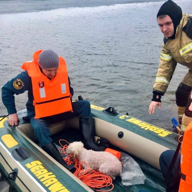 Южноуральские спасатели помогли собаке, которая уплыла на льдине на середину озера