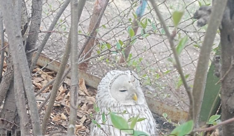 В Магнитогорске на территории детского сада нашли сову