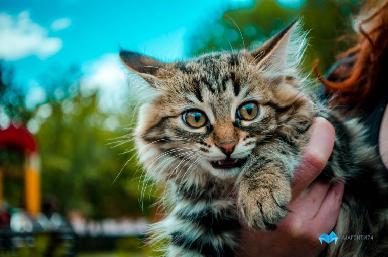 В Магнитогорске пожарные спасли из огня кота