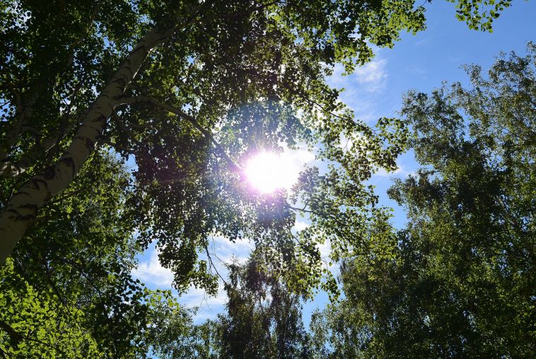 Тест: как сохранить природные богатства?