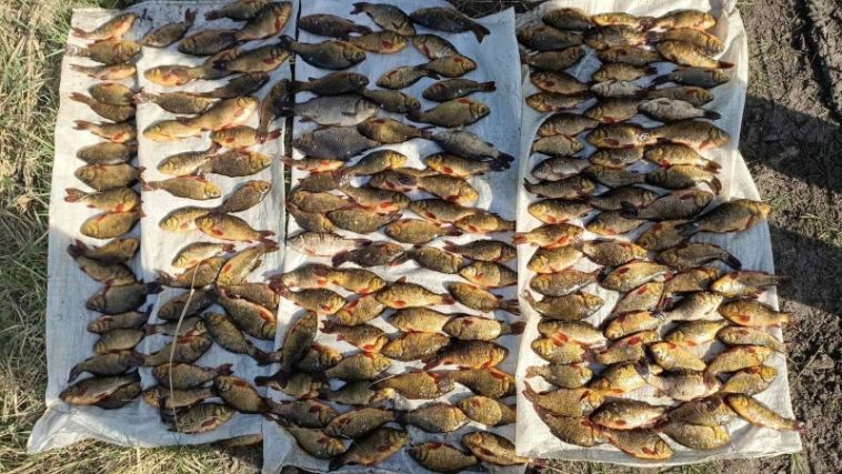 В Челябинской области сотрудники ГИБДД остановили водителя, который незаконно выловил более 300 карасей