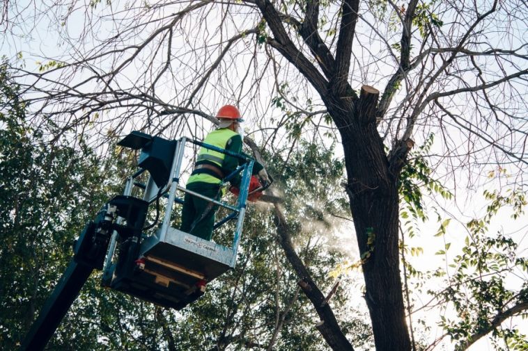 В Магнитогорске обрезают деревья и кустарники