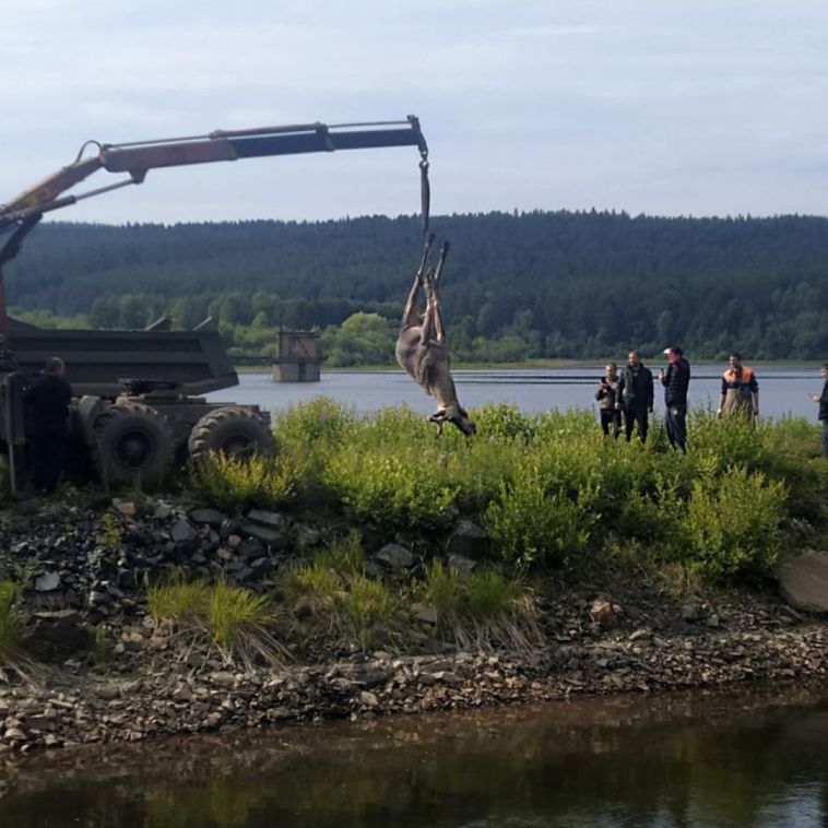 На Южном Урале спасатели достали тело мертвого лося из воды