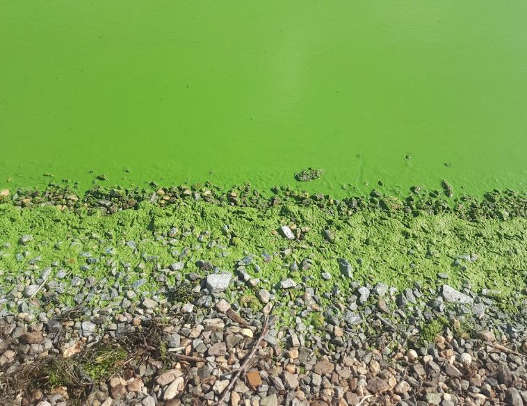 Магнитогорцев взволновала позеленевшая вода в Урале