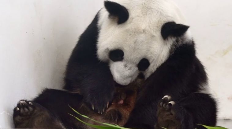 В России впервые появился на свет детеныш большой панды