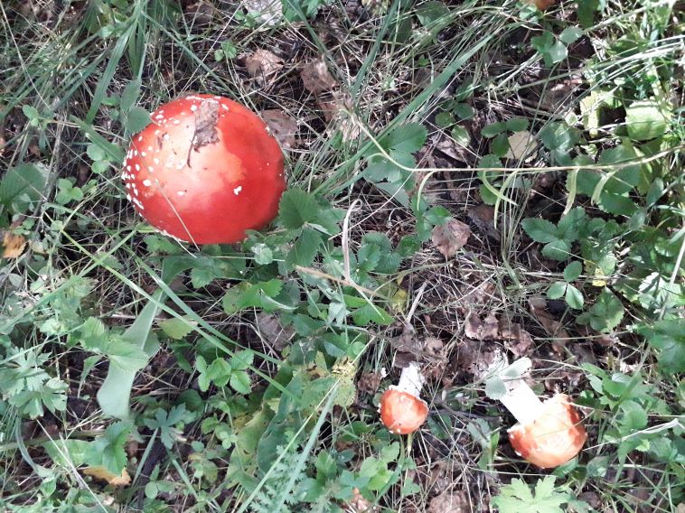В Челябинской области школьница насмерть отравилась грибами