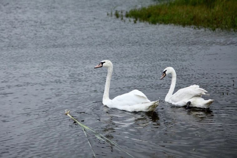 В Челябинской области спасенных лебедей выпустили на волю